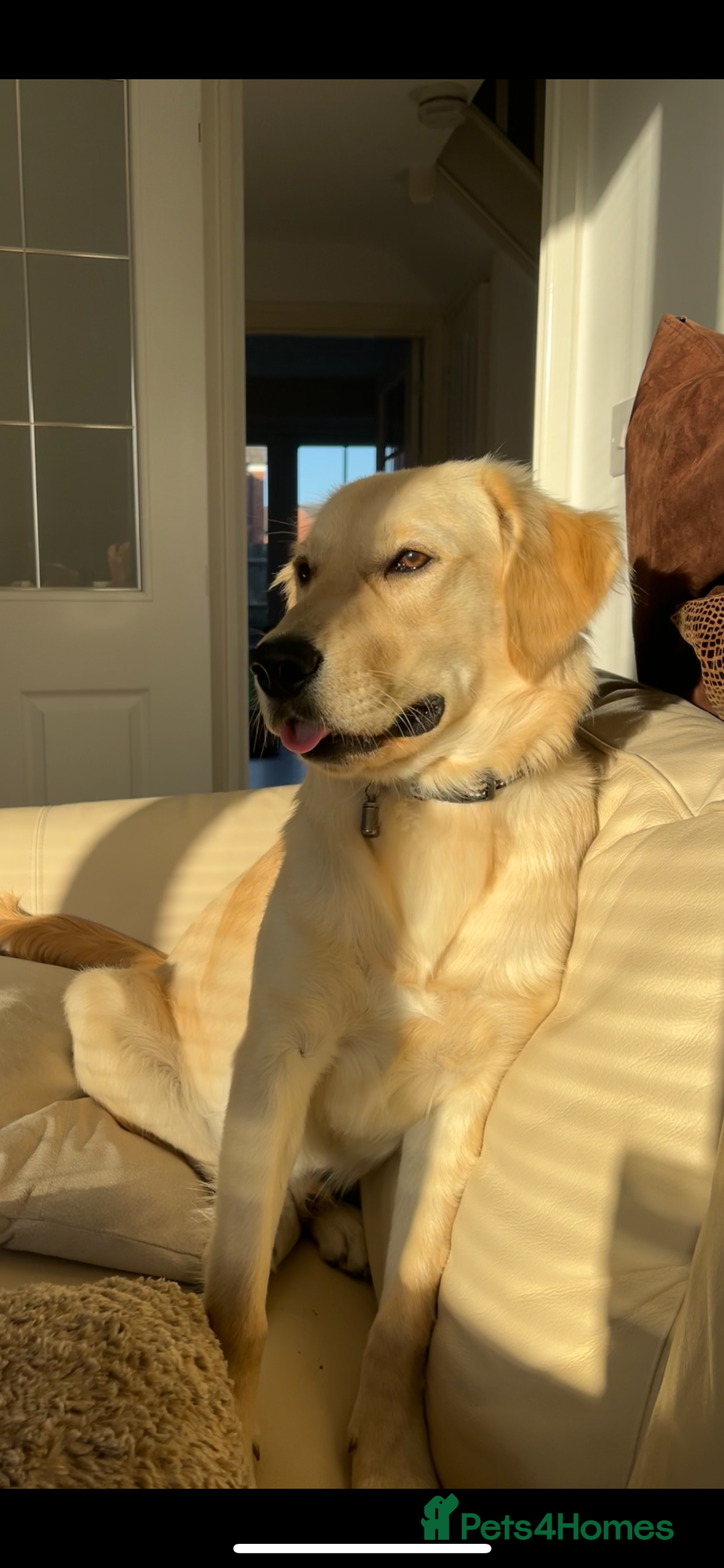 Golden Retriever dogs for sale: 8 month old Puppy looking for a Special Home  - Image 3