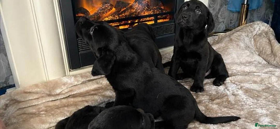 Labrador Retriever dogs for sale: Labrador puppys - Advert 2