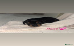 Mixed Breed dogs for sale: 5 Adorable miniature dapple schnoxie puppies - Image 15