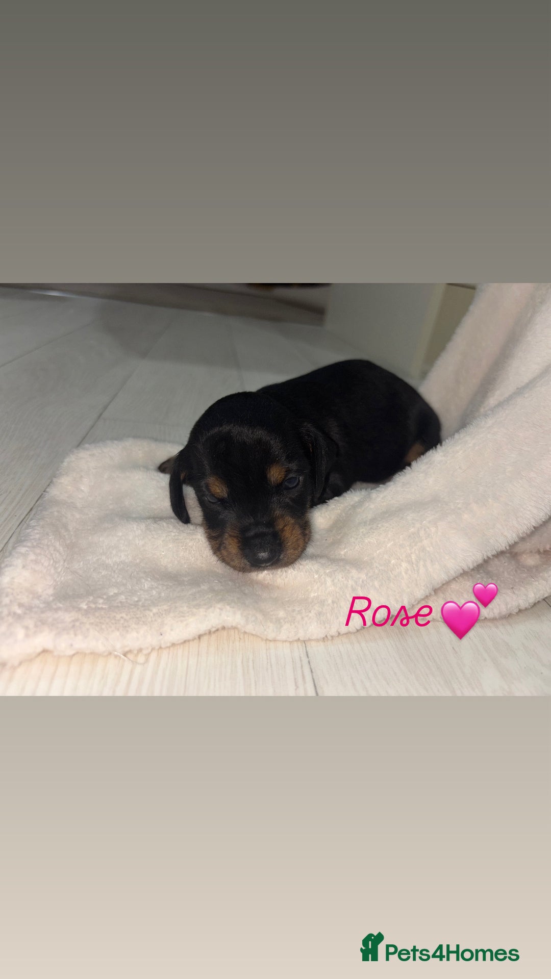 Mixed Breed dogs for sale: 5 Adorable miniature dapple schnoxie puppies - Image 15
