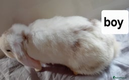 Mini Lion Lop rabbits for sale: Pure bred mini Lops ready to leave  - Image 11