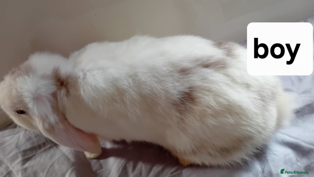 Mini Lion Lop rabbits for sale: Pure bred mini Lops ready to leave  - Image 11