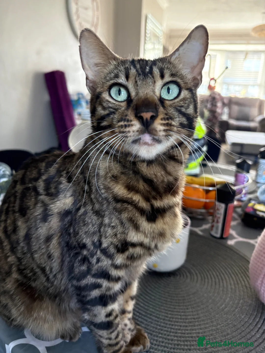 Bengal cats for sale: 7 beautiful Bengal kittens  - Advert 1