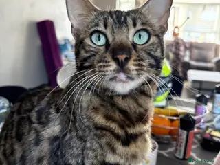 Bengal cats 7 beautiful Bengal kittens - Advert 2