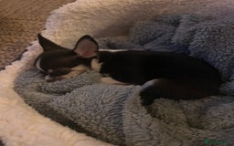 Chihuahua dogs for sale: Tiny boy RESERVED NOW  - Image 5