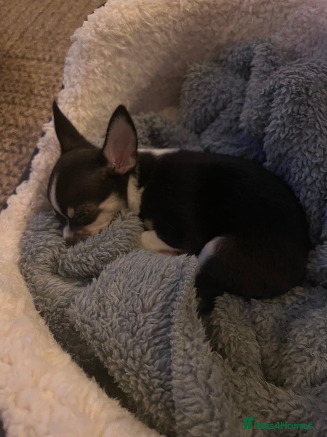 Chihuahua dogs for sale: Tiny boy RESERVED NOW  - Image 5