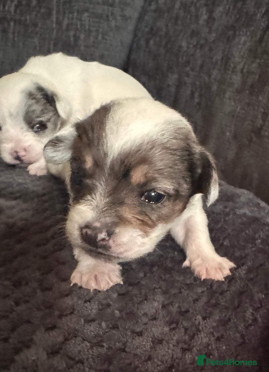 Chipoo dogs for sale: toy poodle X miniature Chihuahua, stunning 2 boys - Advert 8