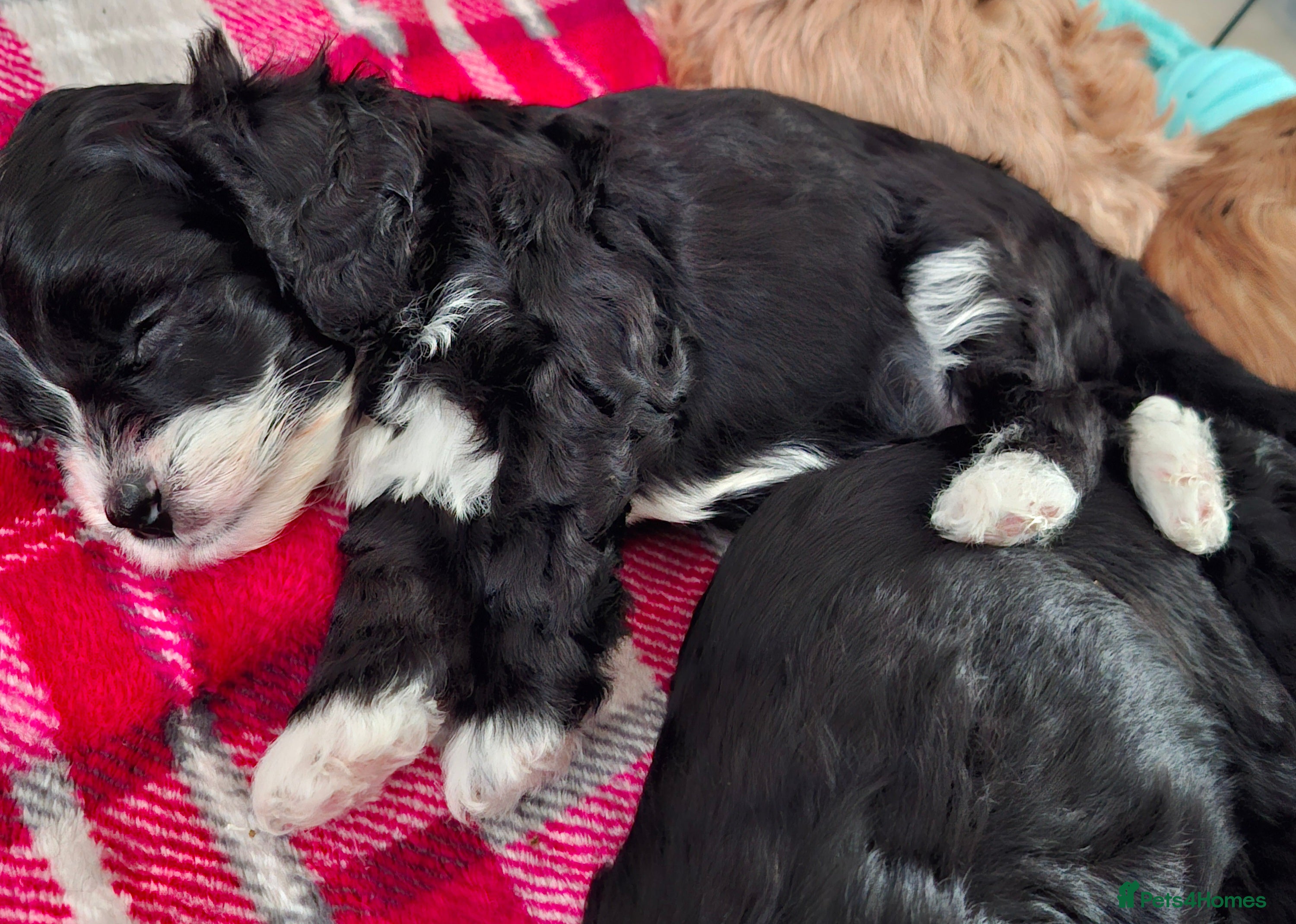 Cockapoo dogs *REDUCED* Beautiful miniature cockapoo puppies  - Advert 11
