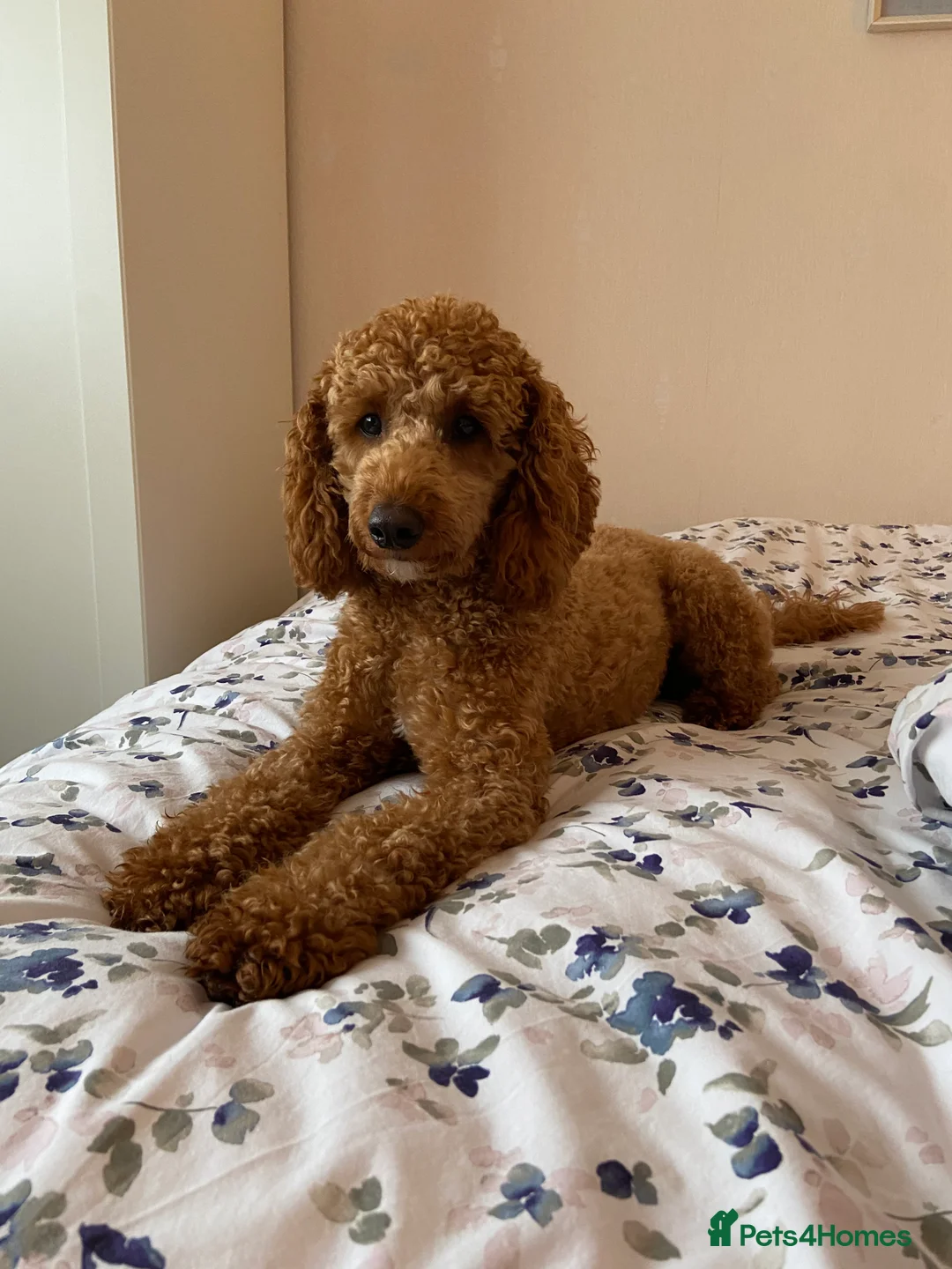 Miniature Poodle dogs for stud: KC Fox Red Fully Health Tested Miniature Poodle in Wirral - Advert 13