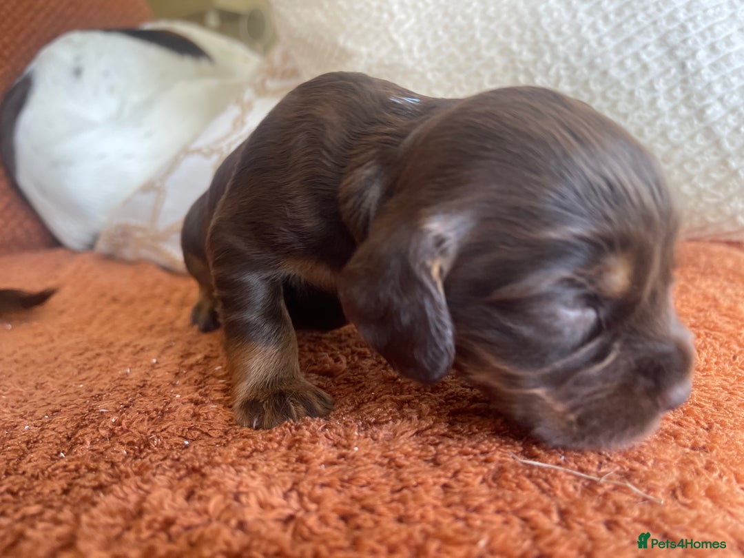 Cocker Spaniel dogs for sale:  KC Registered Working Cocker Spaniel Puppies - Image 27