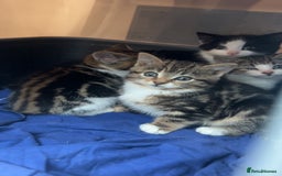 Bengal cats for sale: Bengal X kittens - Image 17