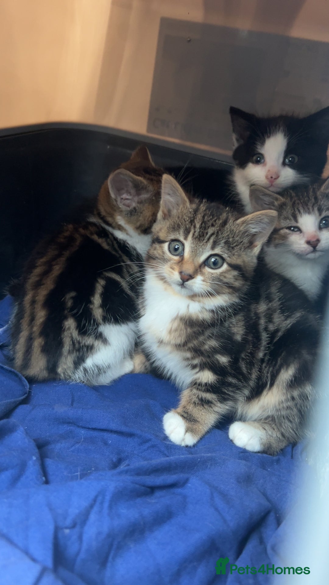 Bengal cats for sale: Bengal X kittens - Image 17