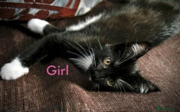 Maine Coon cats for sale: Beautiful Maine Coon Mix  - Image 5
