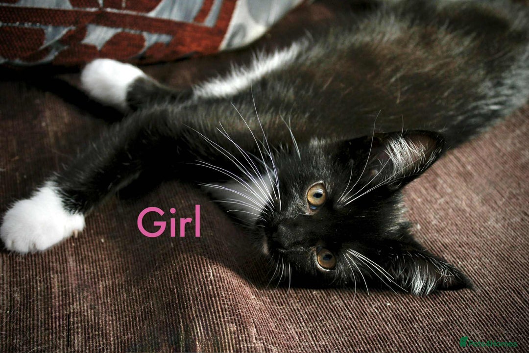Maine Coon cats for sale: Beautiful Maine Coon Mix  - Image 5