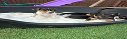 Jack Russell dogs for sale: Jack Russell puppies in Sandy - Advert 7
