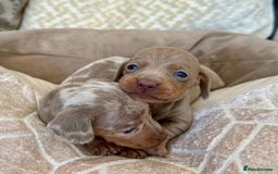 Miniature Dachshund dogs for sale: Miniature Dachshund Puppies LICENSED BREEDER - Image 2