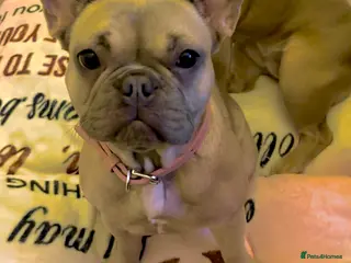 French Bulldog dogs Voilet rose - Advert 3