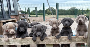 Labrador Retriever dogs - Advert 2