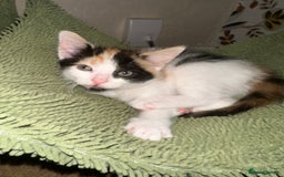 Mixed Breed cats for sale: Kittens - Image 8
