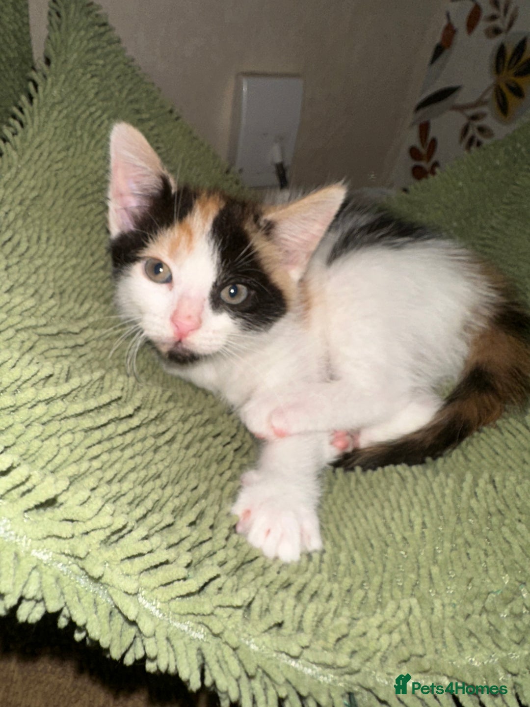 Mixed Breed cats for sale: Kittens - Image 8