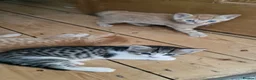 Mixed Breed cats for sale: Lovely mixed grey kitten - Advert 3