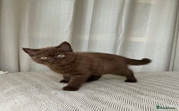 British Shorthair cats for sale: 2 Pedigree British Shorthair Chocolate Boys  - Image 5