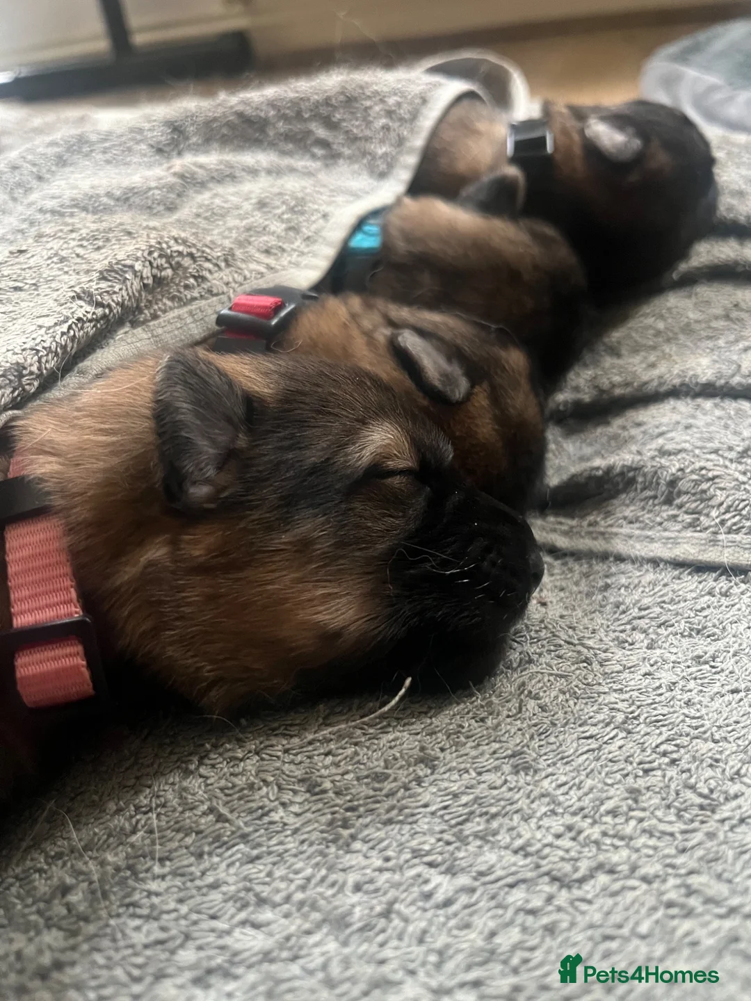 German Shepherd dogs for sale: Beautiful German Shepherd puppies in Hatfield - Advert 2