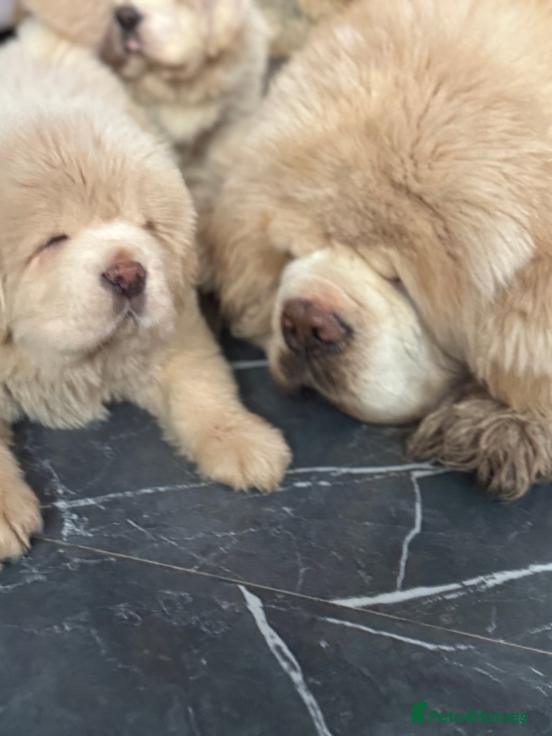 Tibetan Mastiff dogs for sale: Chinese Tibetan mastiff pups  - Image 28