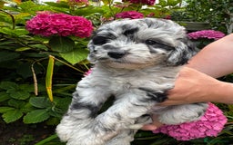 Labradoodle dogs for sale: One beautiful F1B Labradoodle puppy left!  - Image 13