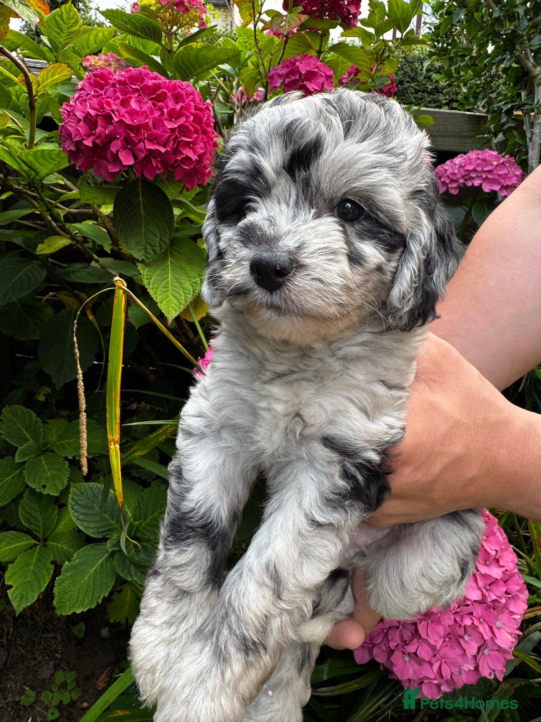 Labradoodle dogs for sale: One beautiful F1B Labradoodle puppy left!  - Image 13