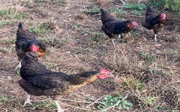 Chickens poultry for sale: Rhode Rock hens - Image 4