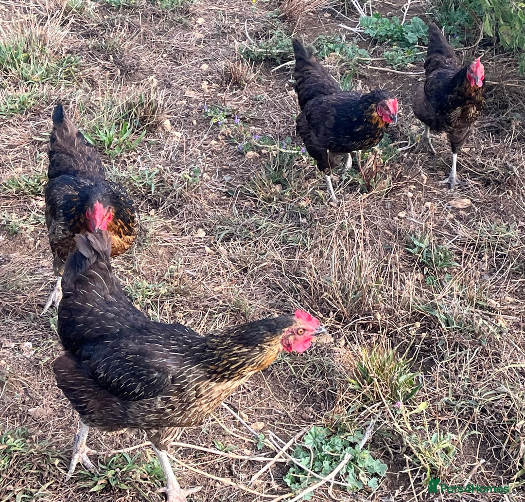 Chickens poultry for sale: Rhode Rock hens - Image 4