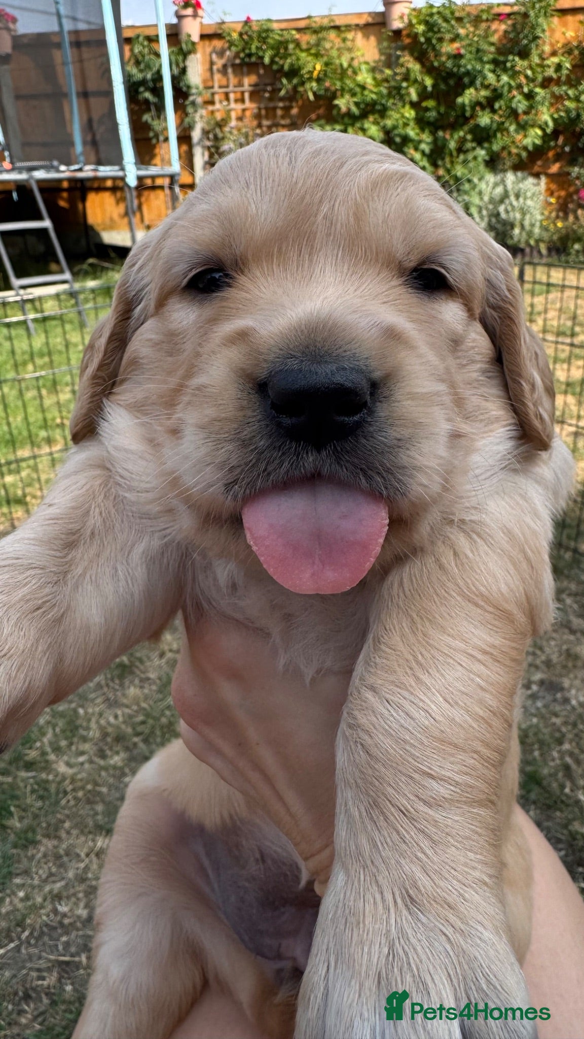 Golden Retriever dogs LARGE SIZE PURE GOLDEN RETRIEVER PUPPIES!!! - Advert 11