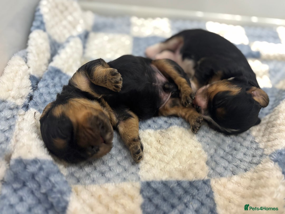 Cavalier King Charles Spaniel dogs for sale: Two beautiful kc boys  - Advert 27