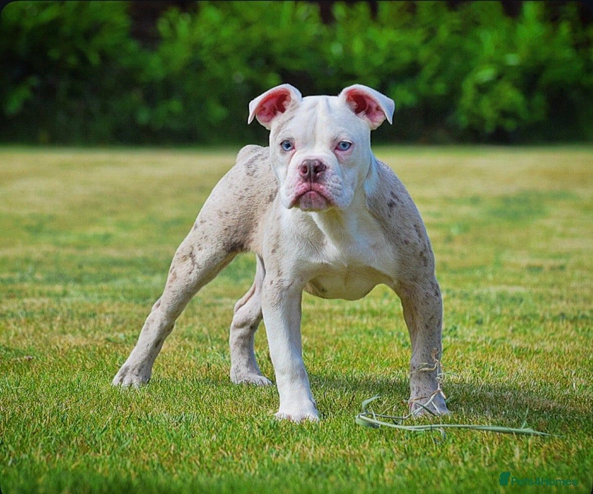 Olde English Bulldogge dogs 23❤️YEARS❤️5⭐️RATED❤️LICENSED❤️PROFESSIONALS❤️ - Advert 6