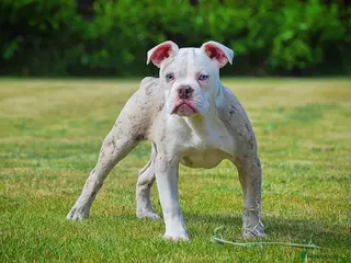 Olde English Bulldogge dogs 23❤️YEARS❤️5⭐️RATED❤️LICENSED❤️PROFESSIONALS❤️ - Advert 6