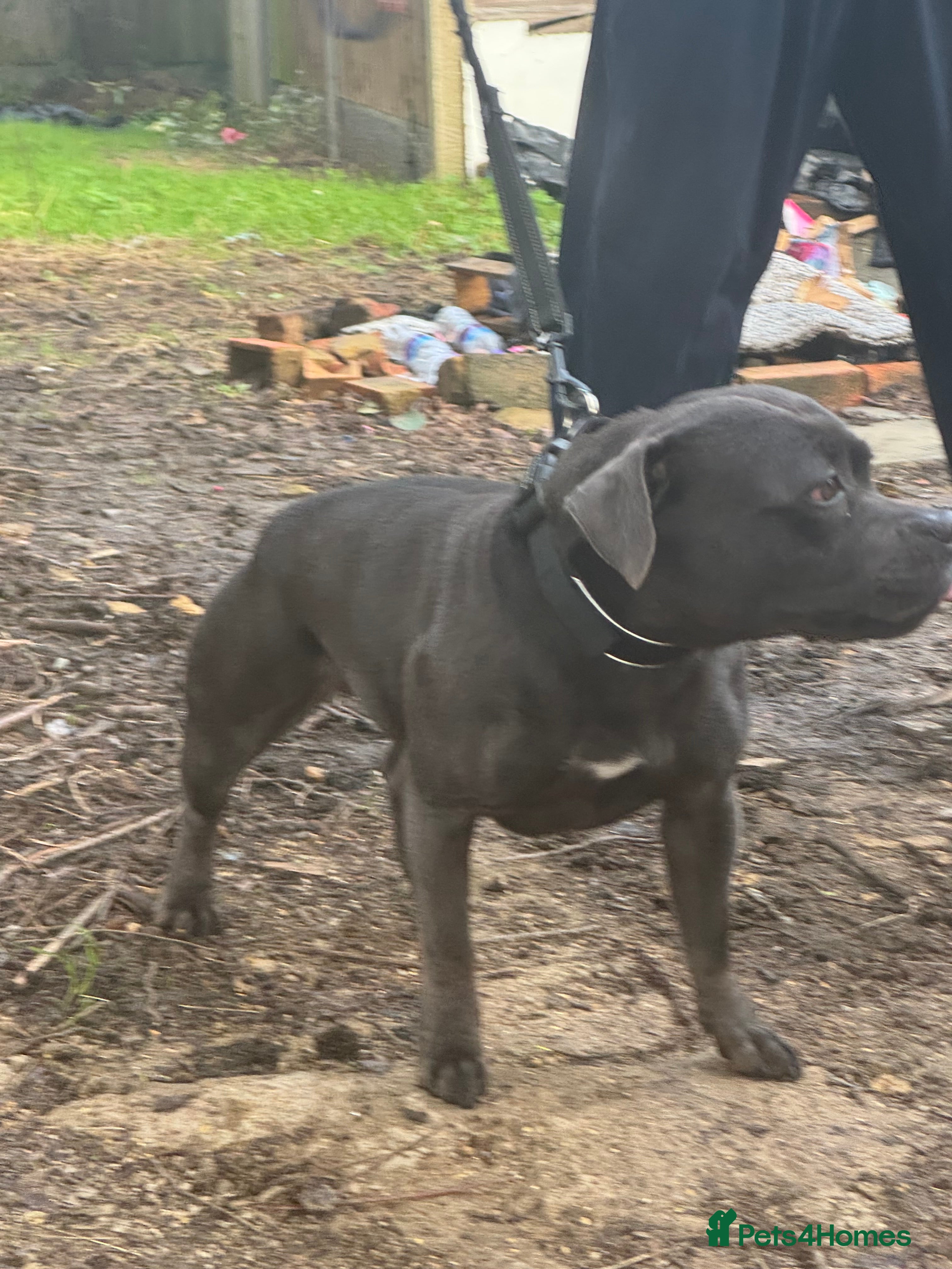 Staffordshire Bull Terrier dogs Kc reg 2.5year female  - Advert 1