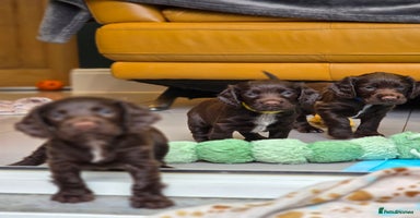 Cocker Spaniel dogs - Advert 4