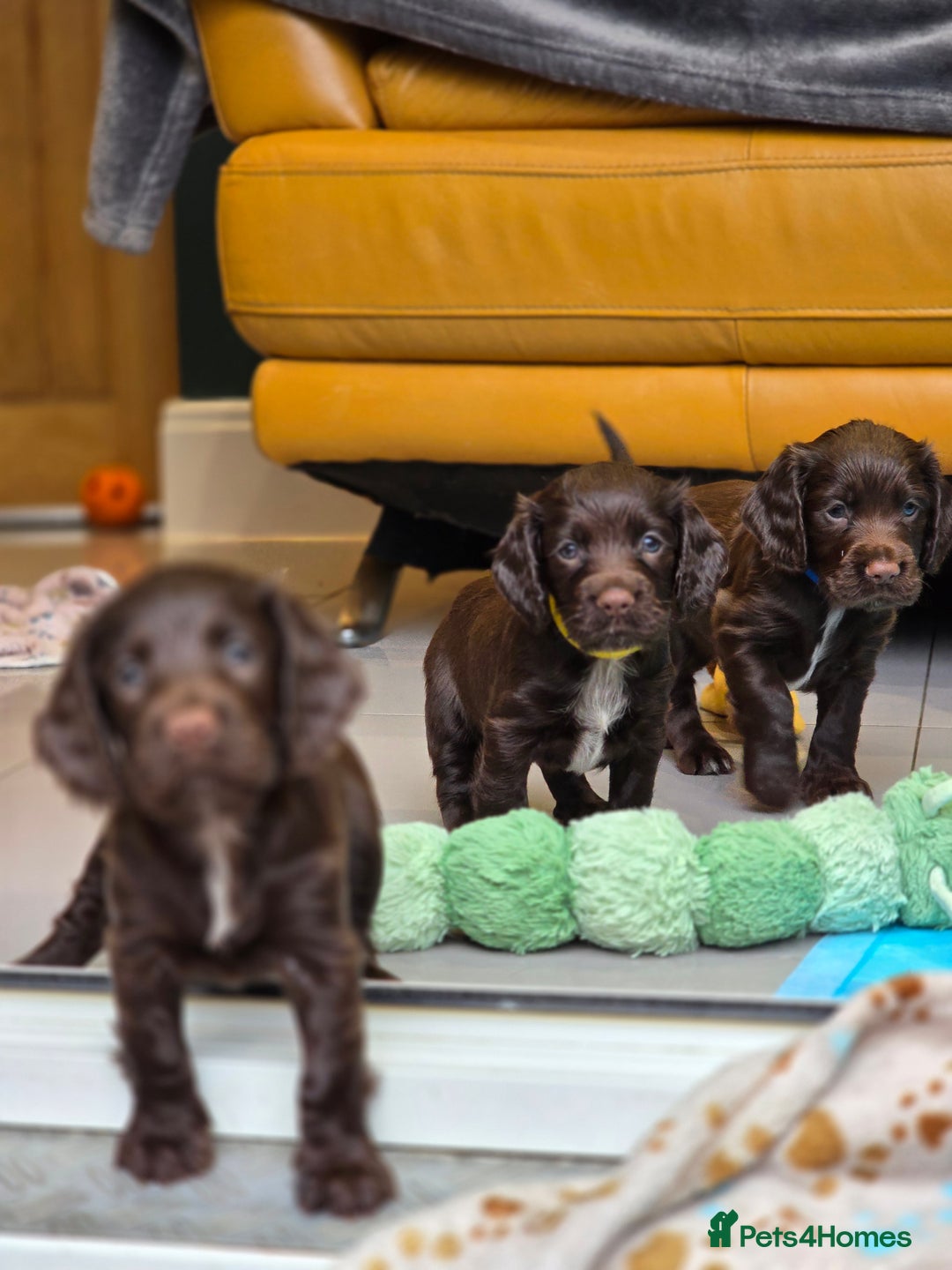 Cocker Spaniel dogs for sale: Exceptional KC Working Cocker Spaniel Puppies  - Image 2