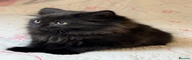Mixed Breed 2