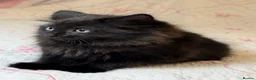Mixed Breed cats for sale: Blacky and Stormy  in Luton - Advert 7