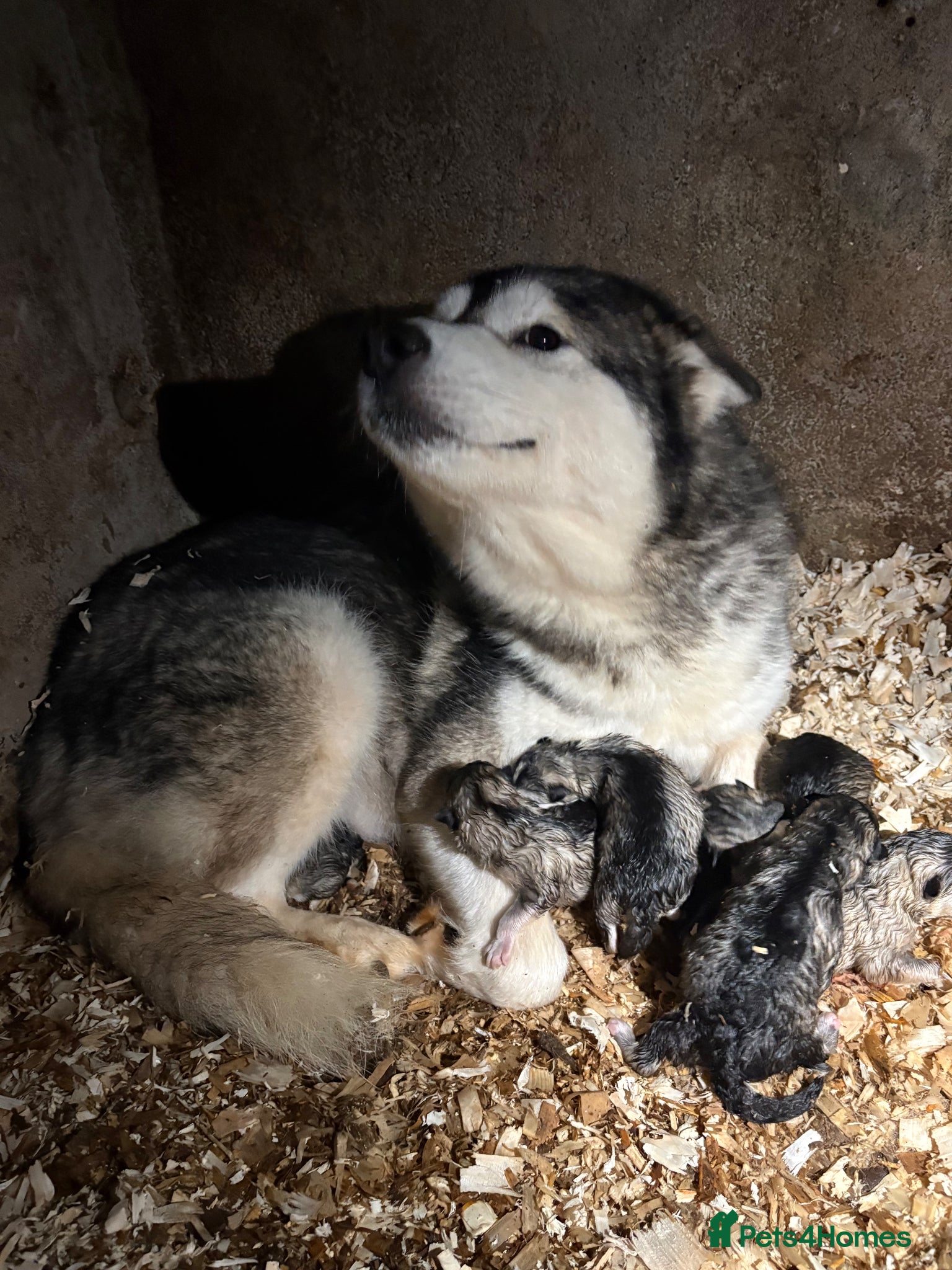 Alaskan Malamute dogs for sale: K.C Registered Quality Alaskan Malamute Puppies - Advert 5