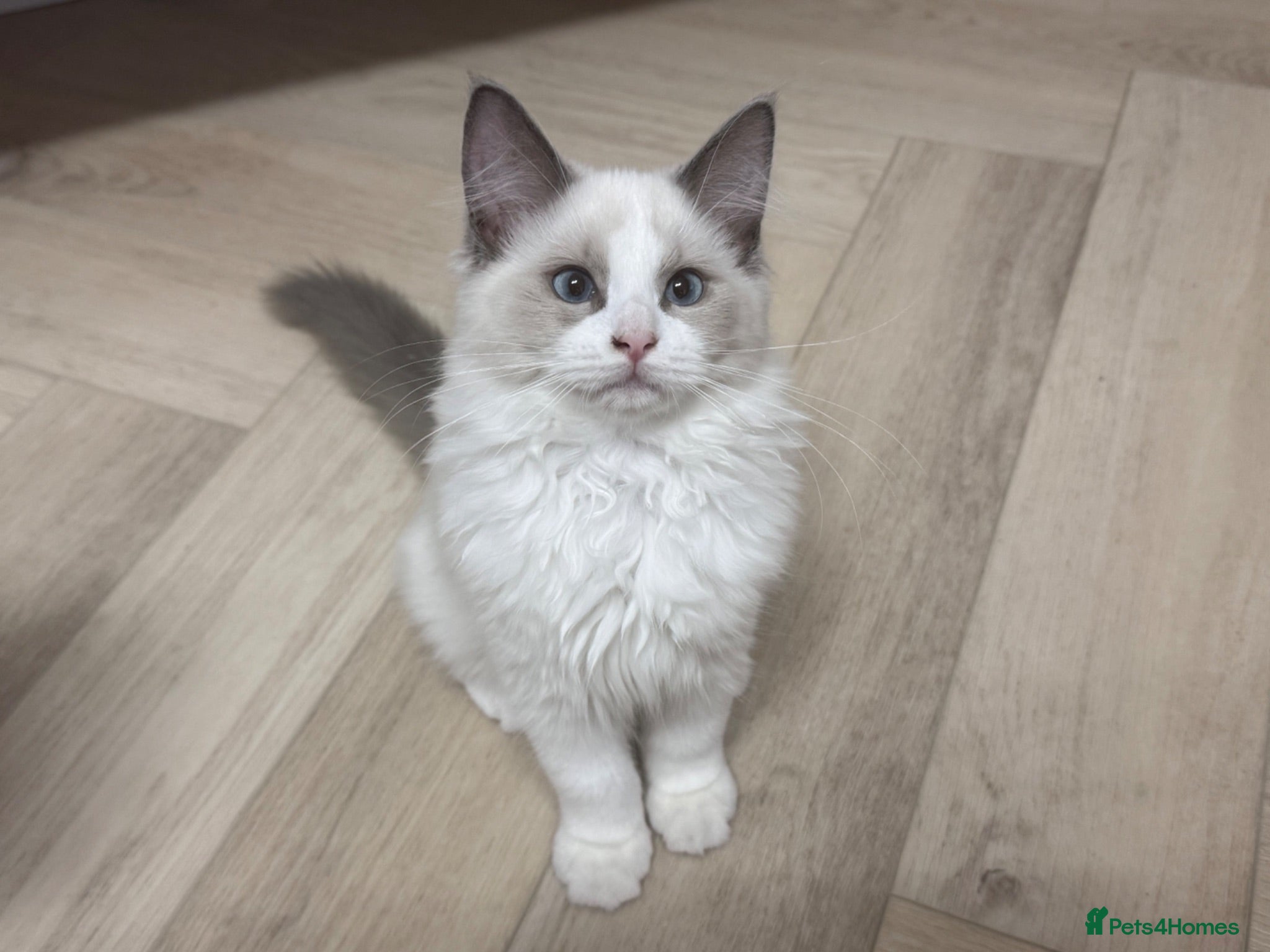 Ragdoll cats 🥇 GCCF champ blood female kitten ready now❤️🏅❤️ - Advert 2