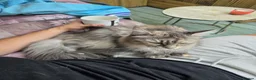 Maine Coon cats for sale: Cleo - Maine Coon - Looking for a loving home. - Advert 19