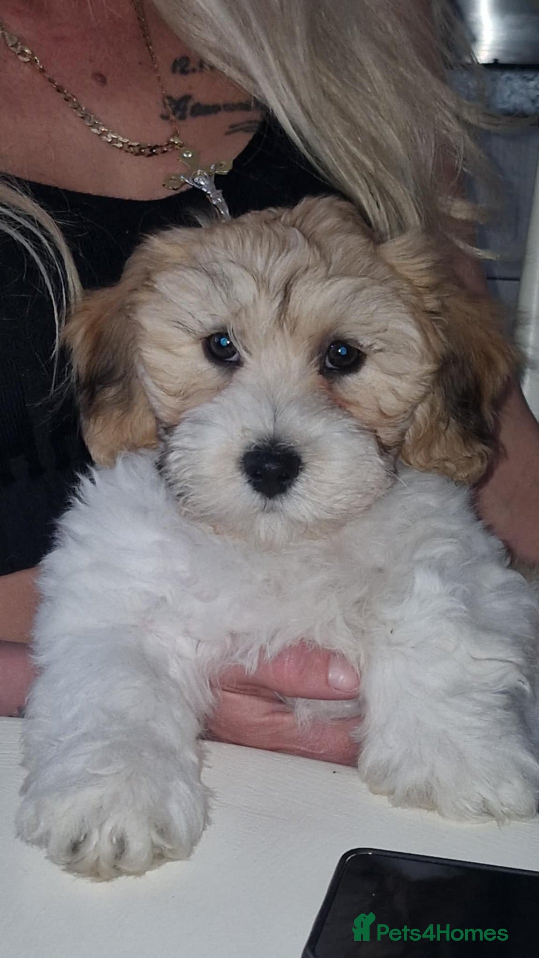 Mixed Breed dogs for sale: Lhasa Apso X Yorkshire terrier - Advert 8
