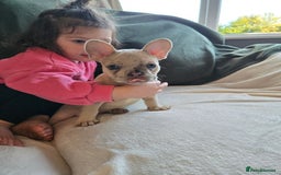 French Bulldog dogs for sale: frenchie pups merle ready now - Image 9