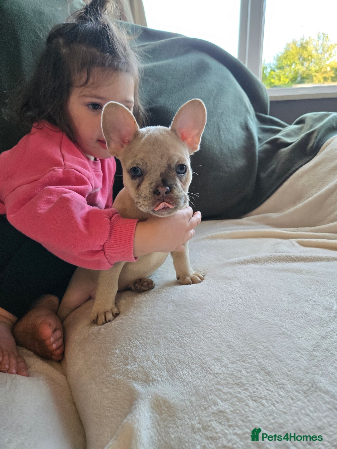 French Bulldog dogs for sale: frenchie pups merle ready now - Image 9