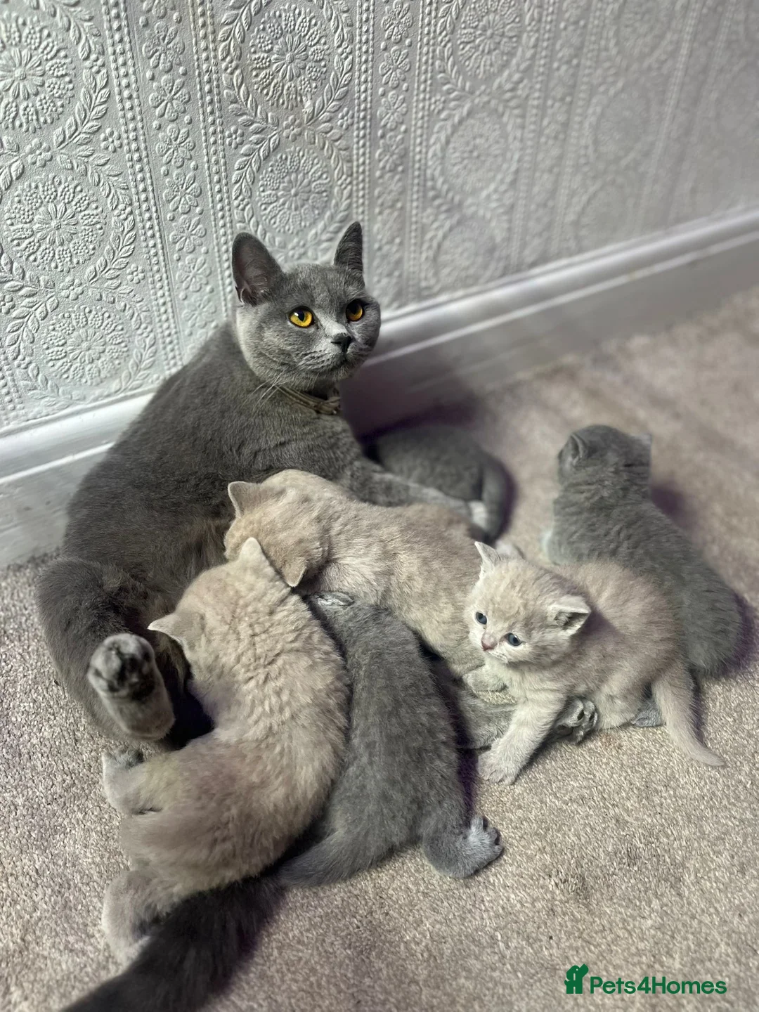 British Shorthair cats for sale: Cute British Shorthair Kittens for Sale in Bradford - Advert 16