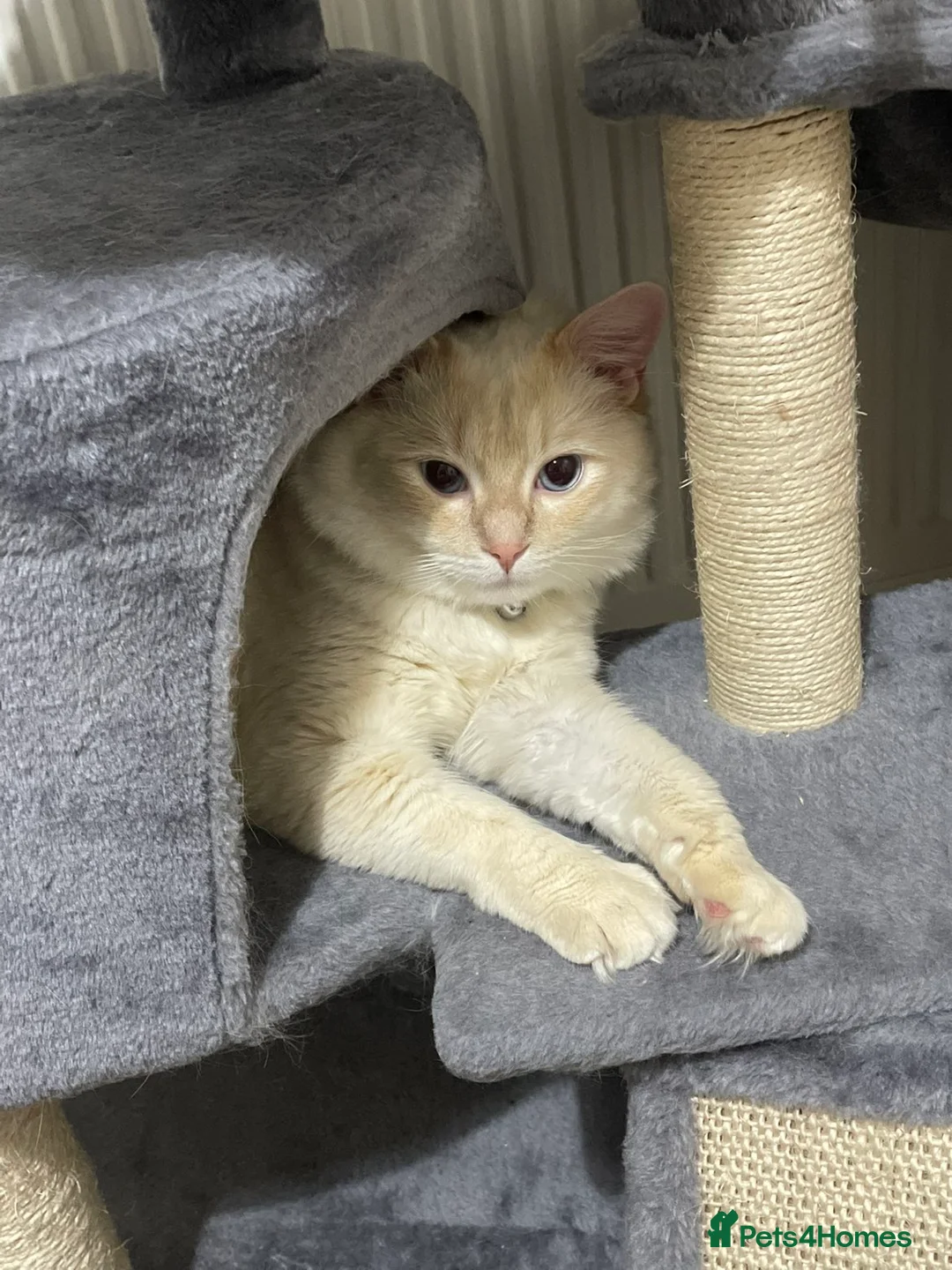 Ragdoll cats for sale: Rag doll 9 months - Advert 1