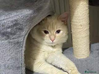 Ragdoll cats Rag doll 9 months - Advert 1